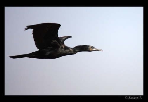 cormorant-in-flight