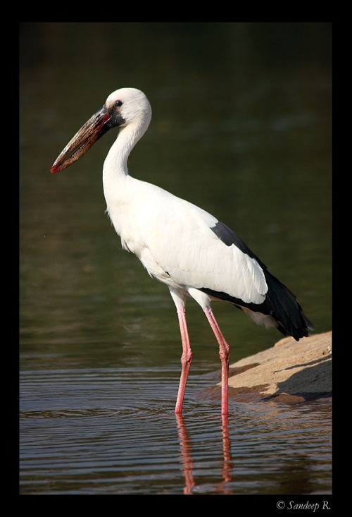 Open billed stork, obvious why it is called so, isn't it?