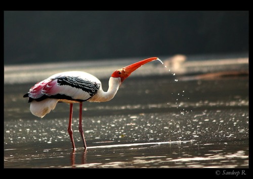 painted-stork-at-ranganathittu
