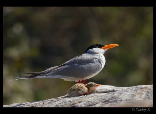 River-tern-with-chic