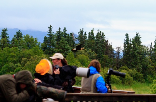 Bald-Eagle-and-Photographers-Alaska-6909