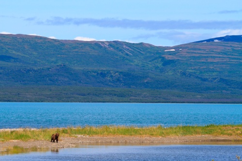 Brown Bear Scape and Naknek Lake Alaska