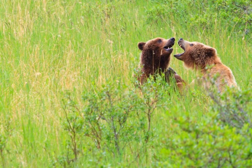 Brown Bears Courtship alaska