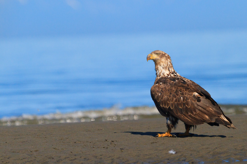 Bald Eagle Juvenile at Alaska