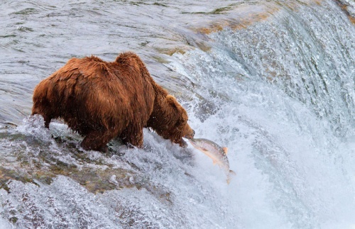 Bear-catching-Salmon-6260
