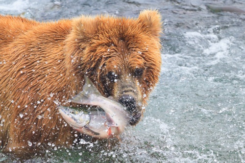 Bear killing a salmon alaska