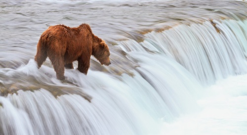 Bear-waiting-waterfalls-Brooks-Falls-6279