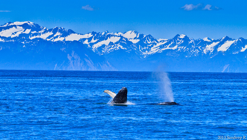 Alaska-Seward-Resurruction-Bay-Humpback-Whale-Calf-8116