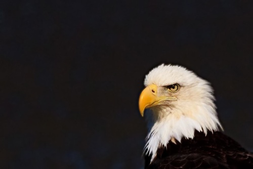 Bald-Eagle-Portrait