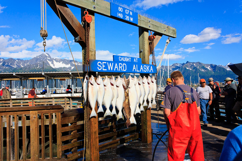 Halibut Fishing, Seward Harbor, Alaska