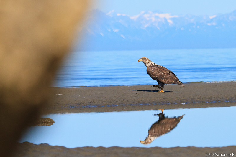 Juvenile-Bald-Eagle-Alaska-8347