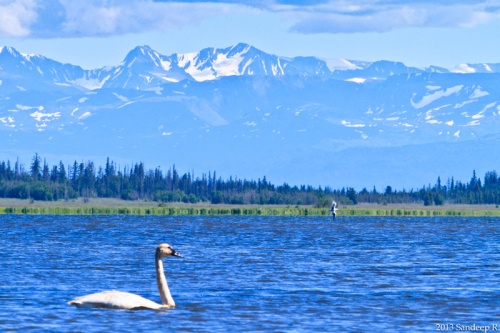 Swan-Tundra-Trumpter-Alaska-Homer